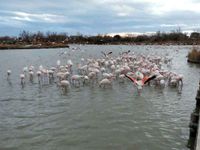 Camargue, les flamants roses