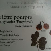 Hêtre pourpre - Fagus sylvatica 'Purpurea' - Purple beech