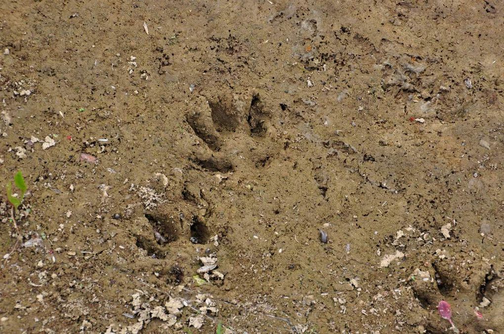 Les animaux au Flérial