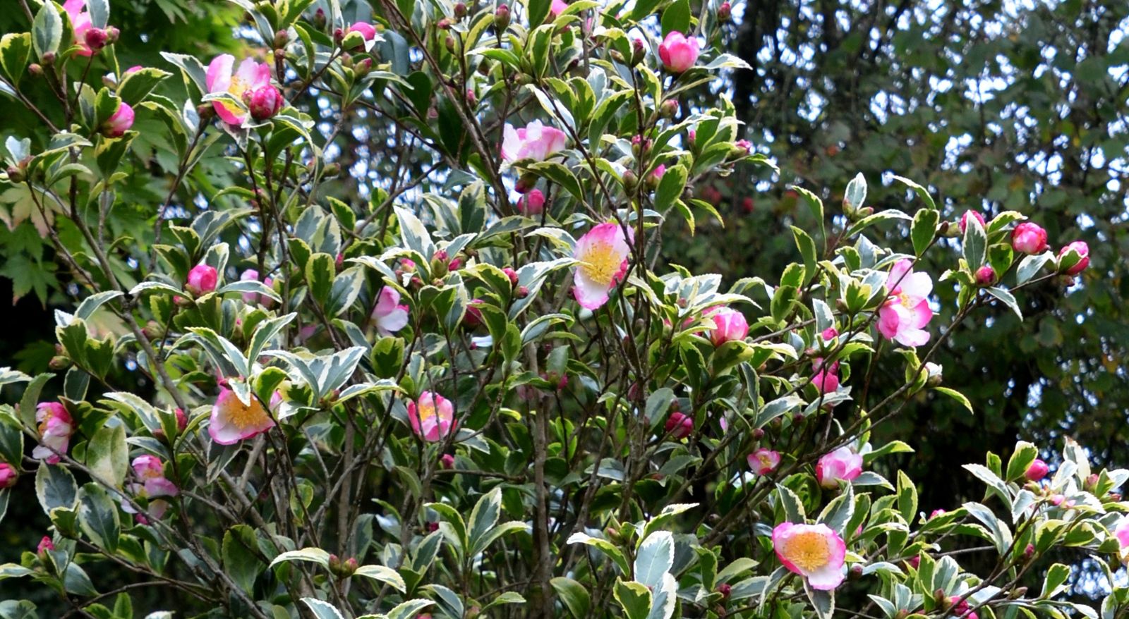 Connaissez-vous le Camellia sasanqua 