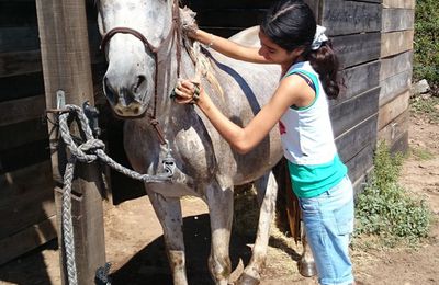 les chevaux