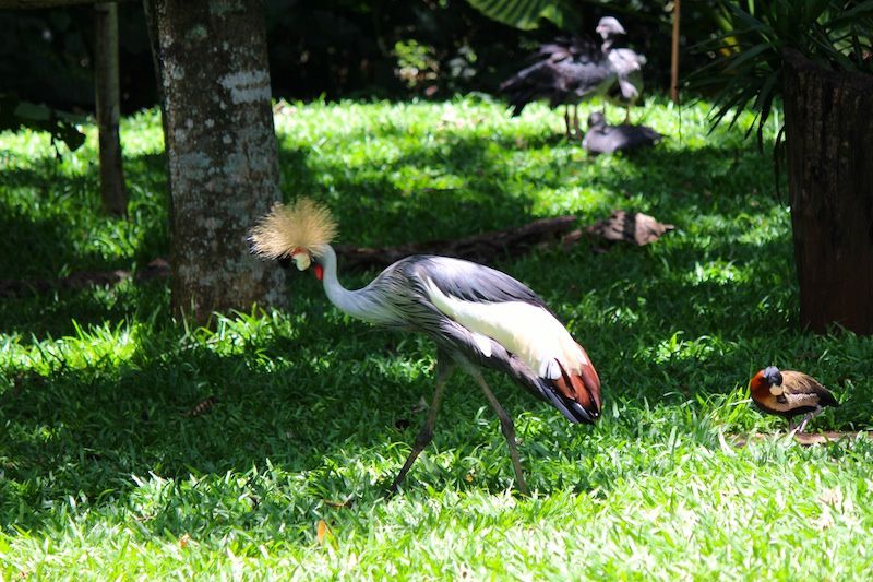 La park des Aves - Parc des oiseaux au Brésil