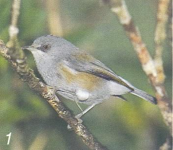 Pour l'ann&eacute;e 2006, l'association Nature &amp; Patrimoine a comptabilis&eacute; 42 oiseaux nicheurs :&nbsp; 19 indig&egrave;nes et 23 introduits. A travers les fiches Patrimoine &agrave; pr&eacute;server, nous vous proposons ici de d&eacute;couvrir les esp&egrave;ces end&eacute;miques de La R&eacute;union, puis les esp&egrave;ces indig&eacute;nes et enfin les fiches&nbsp; introduites.