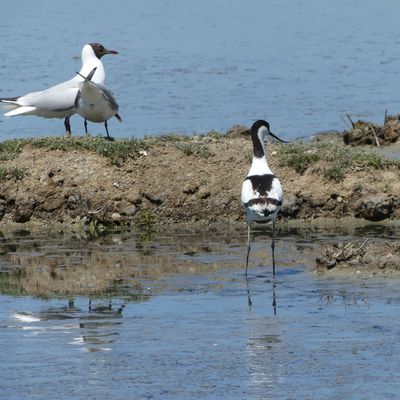 Les avocettes élégantes au Parc du Teich...