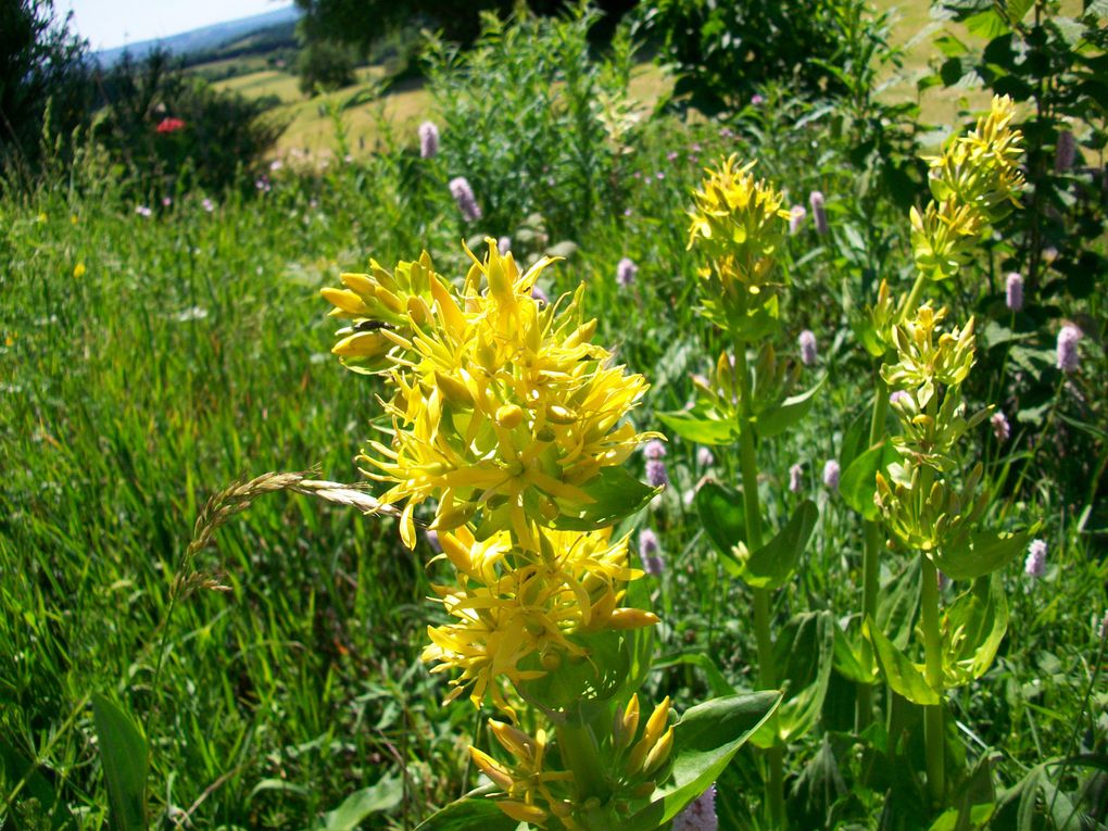 le monde des fleurs est rempli de couleurs et de poésie. Vous verrez des fleurs de montagne, des fleurs de bords de chemins, des fleurs de nos jardins, etc....