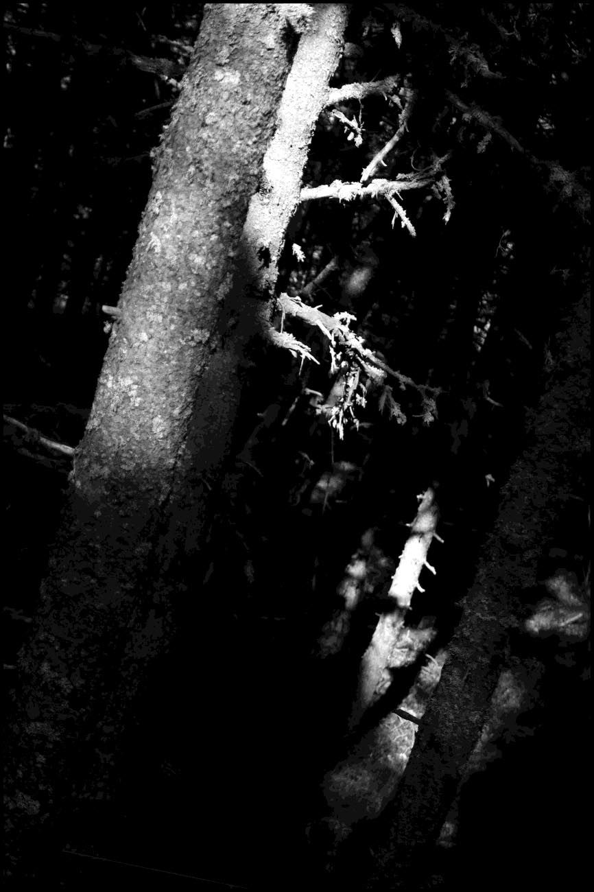 Forêt