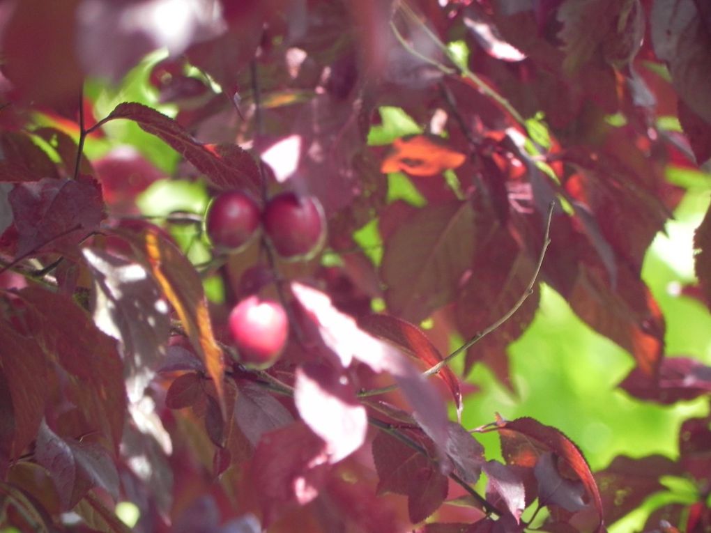 Album - jardin-bassin