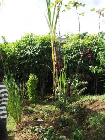 Reconstitution d'un jardin créole par les parents d'élèves avec les fruits et légumes d'antan!
Puis reconstitution d'un étalage comme au marcher.
Spectacle de Noël en créole!