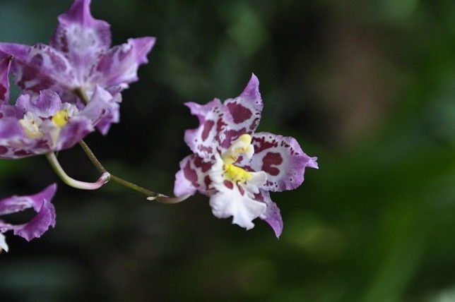 Album - 006-Botanic-Garden-Singapore