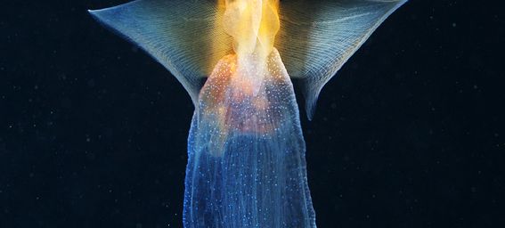 Le papillon de mer ou clione (Clione limacina)