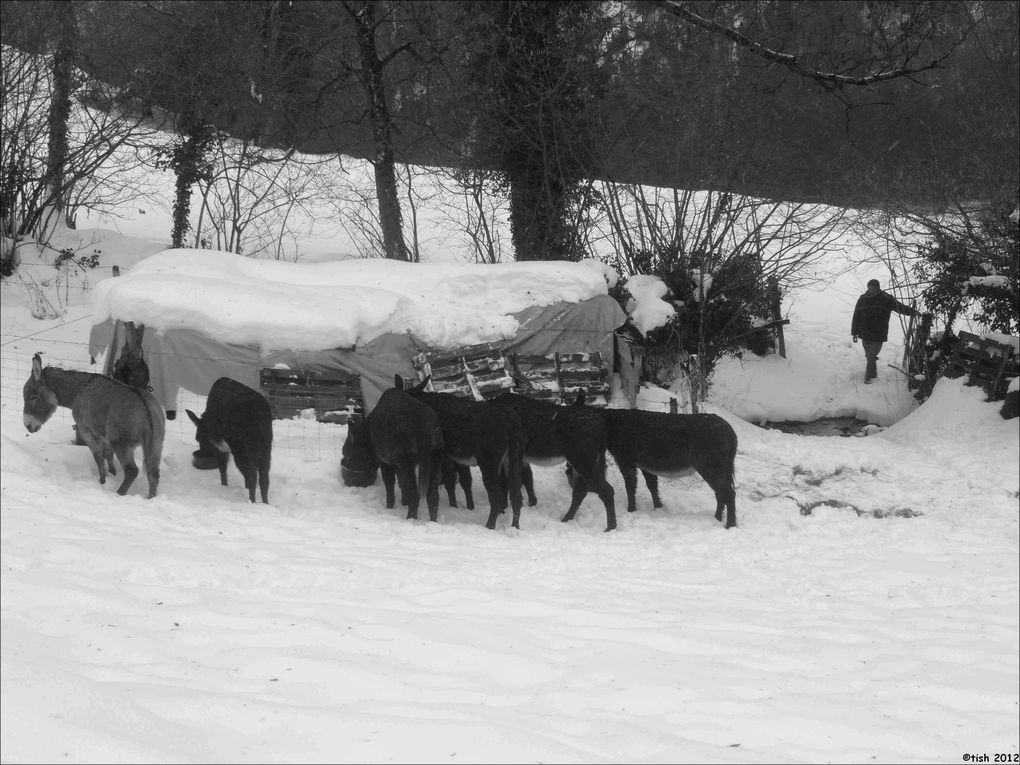 Les ânes et la neige...*