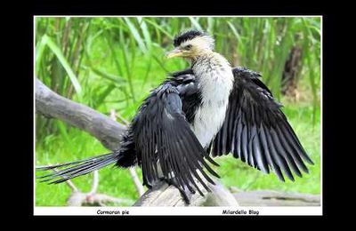 DES OISEAUX EN MUSIQUE.