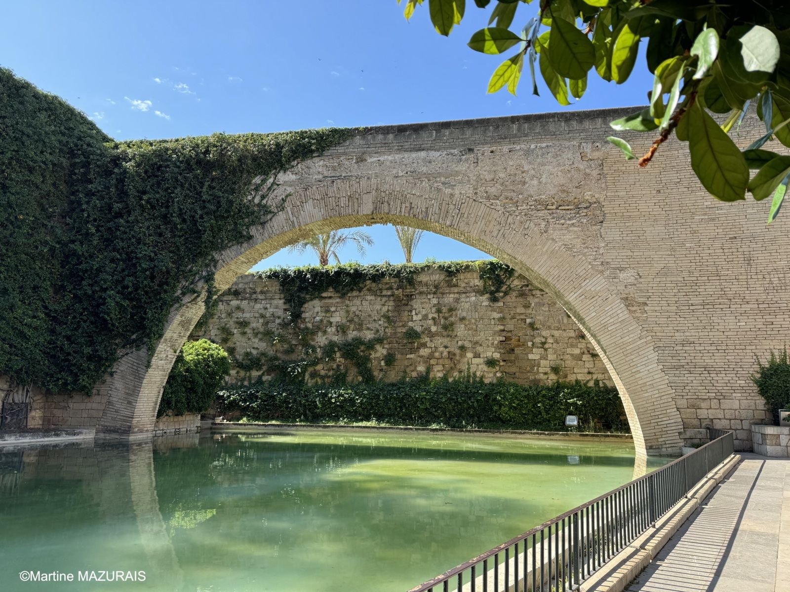 Palma Drassana