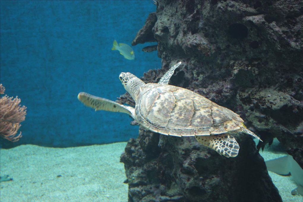 L'aquarium des Lagons de Nouméa. Un délice pour les yeux. Un pur émerveillement tous ces poissons colorés. Les coraux phosphorescents, un mystère envoutant. Une véritable évasion... 