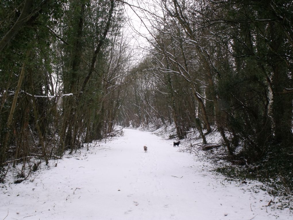 Photos et vidéo - promenade du 26 février