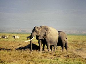 Réserve d'Amboseli-Kénia