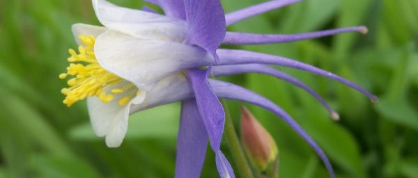 etes-vous " fleur bleue " ?