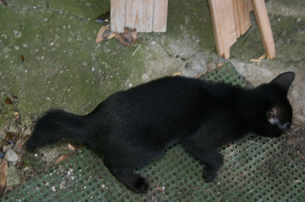 Mes chats à moi (Arsouille, Boogie, Diam's) et ceux de ma fille (Flèche, Silence, Java) que j'ai pris en photo.