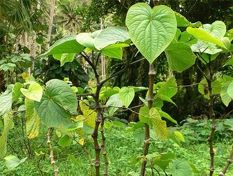 Kava bien ? Kava fort !