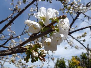 Le cerisier de la floraison au soleil à la récolte sous la pluie