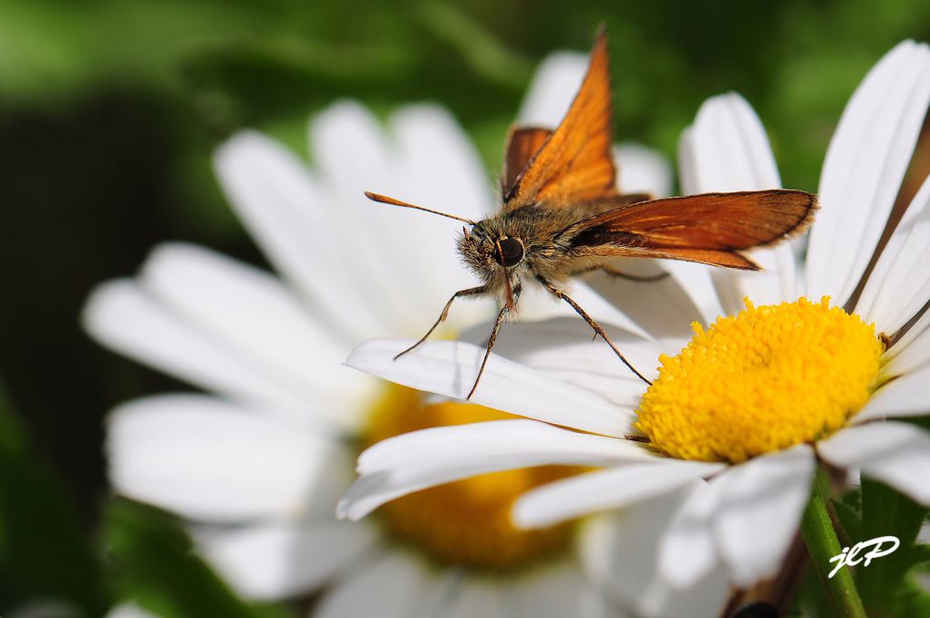 mes photos d'insectes de toutes espèces