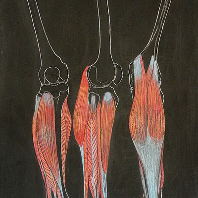 Muscles profond et superficiel de la jambe