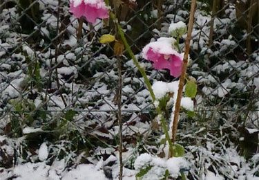 Les photos du jour : un trois décembre, mes roses trémières sous la neige.