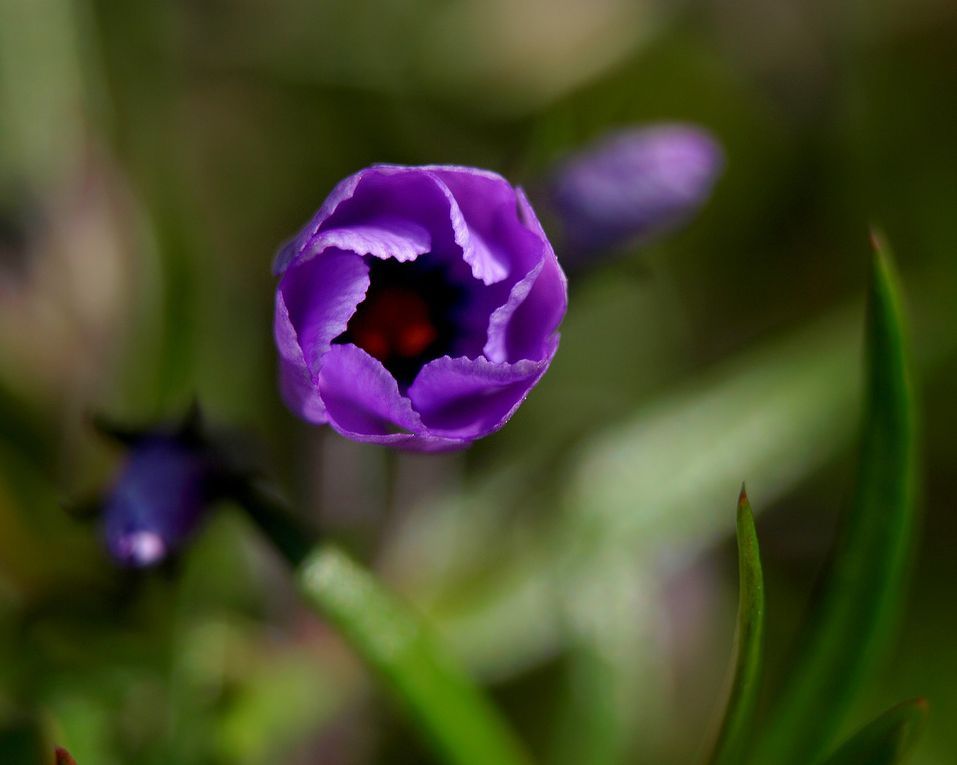 Album - Fotos - Blumen