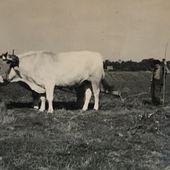 Lauragais d'Autrefois (7) : des boeufs au tracteur