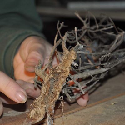 Reportage TV sur l'immortelle en ébénisterie 