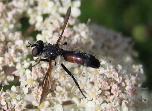 Album - tachinidae