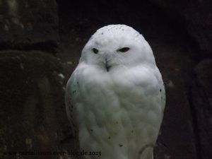 Hornrabe Clyde, Panda, Löwe Matteo, Sandkatze, Borneo-Bartschwein Neo, Schneeeule, Alpenmurmeltier