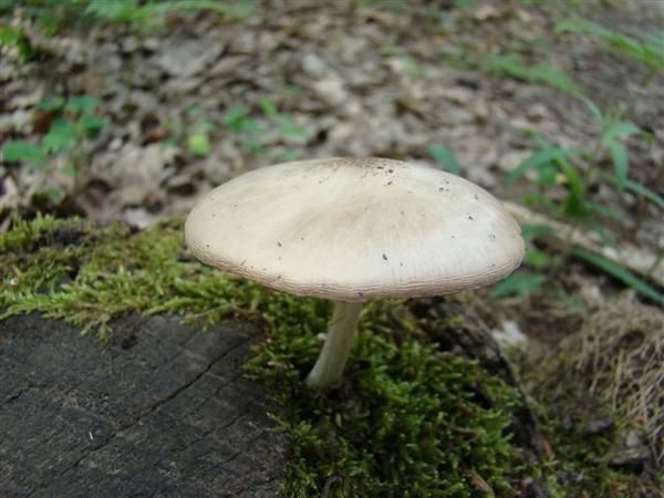 Album - Le Bois des Hâtes à LARCAY - Touraine - FRANCE