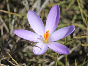 Les crocus corses