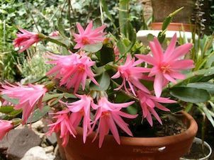 Les fleurs de mon patio ...