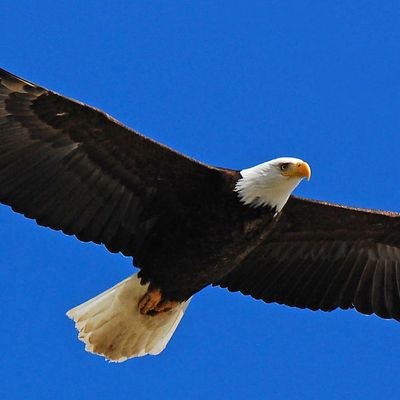 La singularité transcendante, une caractéristique incontournable du grand homme.