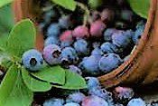 #Blueberry Wine Producers Michigan Vineyards