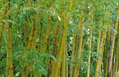 Bambou aurea