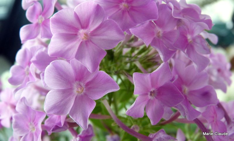 Les Phlox paniculata dans une gamme du rose parme au blanc, phlox qui quand on les arrose après fanaison peuvent refleurir en fin de saison.