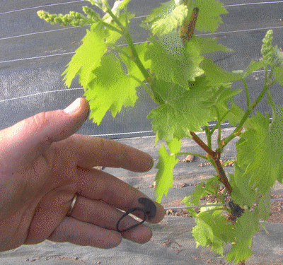 grappes séparées