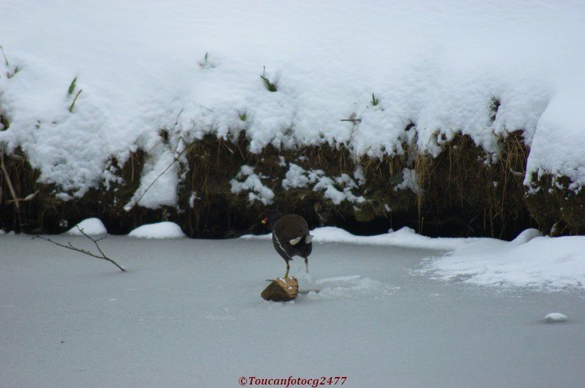 Février 2012 - Semaine de neige et de glace - Périgueux Dordogne