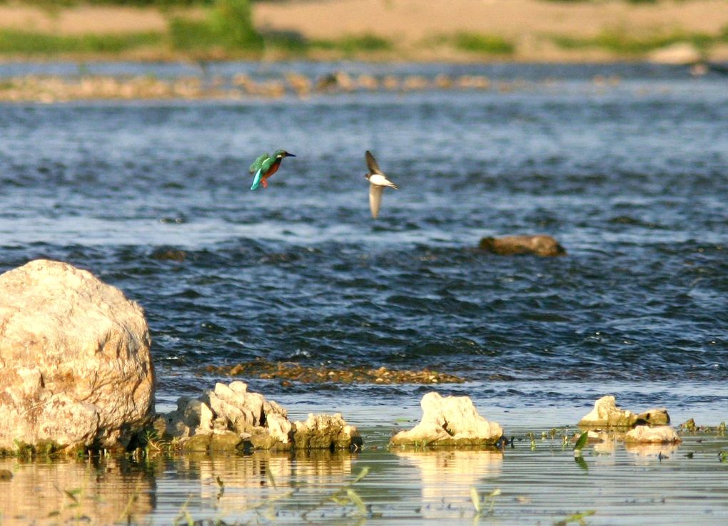 Six saisons d'affûts des Martins pêcheurs au bord e la Loire, soit plusieurs centaines d'heures, pour des vues pour certaines inédites. Photos de Jean-Marie Salomon, reproduction interdite sans autorisation.