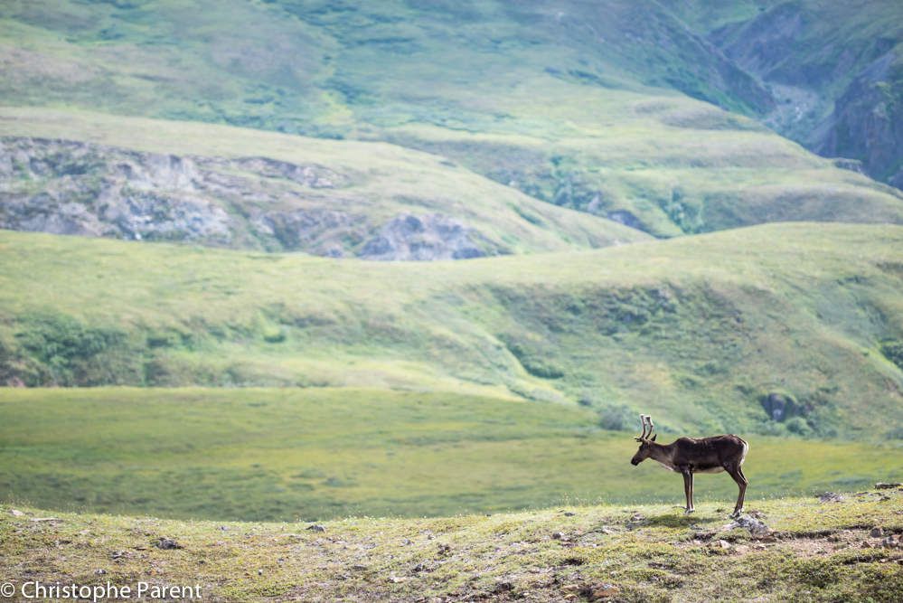 Photos Denali