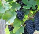 #Gamay Producer Oregon Vineyards