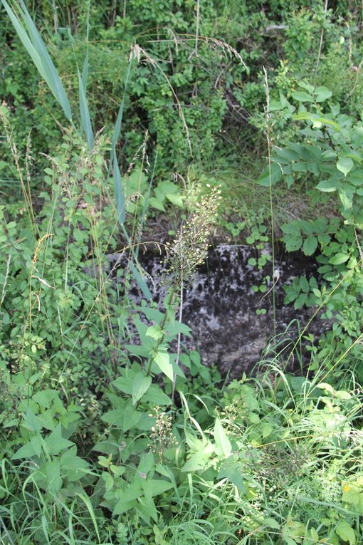 Voici une liste de plantes trouvées sur la base de Chambrey et ses alentours. Certaines sont très communes, d'autres plus spécifiques, notamment aux prairies humides.
Ces photos ont été réalisées par le Parc Naturel Régional de Lorraine.