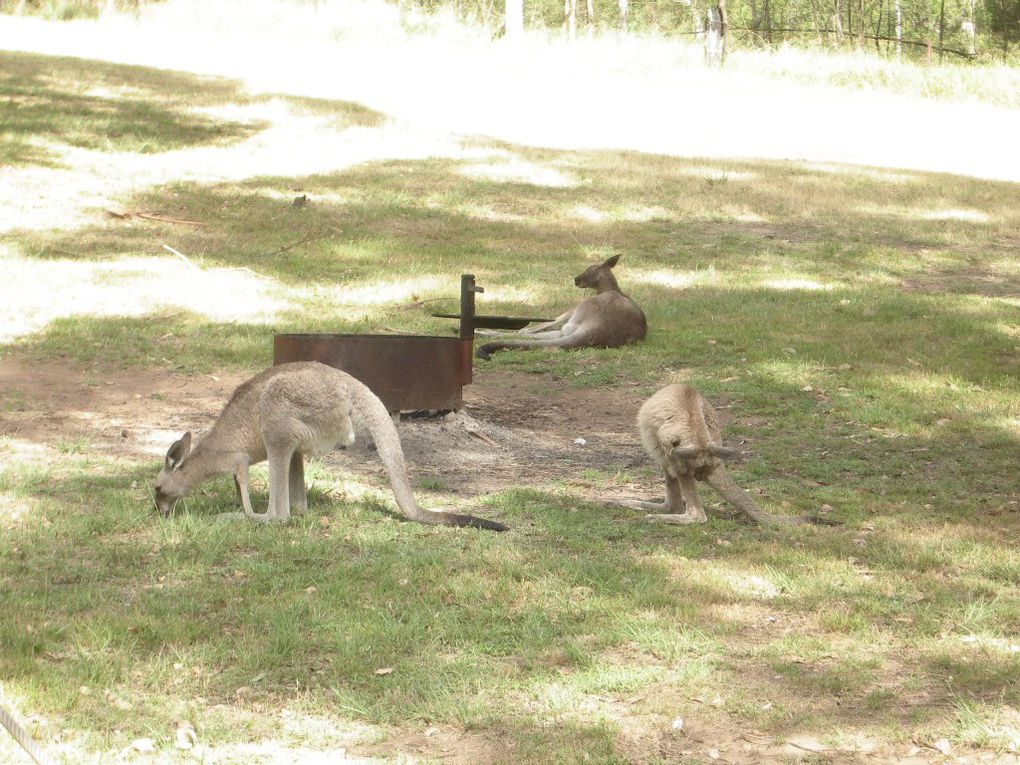 Album - The-Ultimate-Oz-Experience---Sydney + Blue Mountains