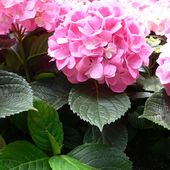 Hydrangea - Wikipédia