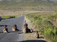 AFRIQUE DU SUD (Cape Town) 🇿🇦