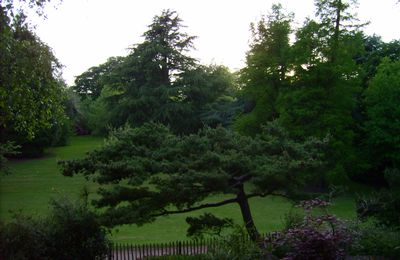 Le parc aux arbres tordus