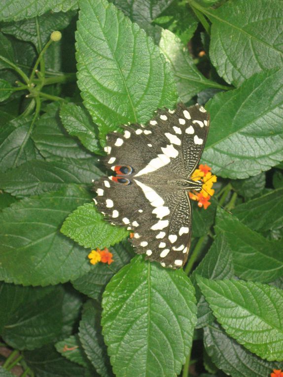 Album - Jardin-Botanique